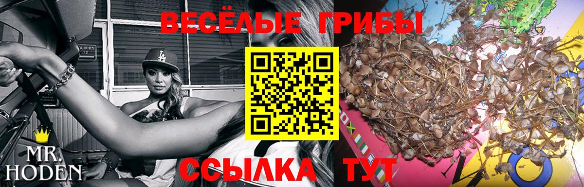 Галлюциногенные грибы Psilocybe Еманжелинск
